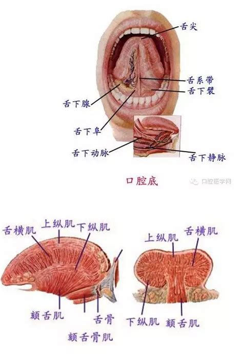 嘴巴器官